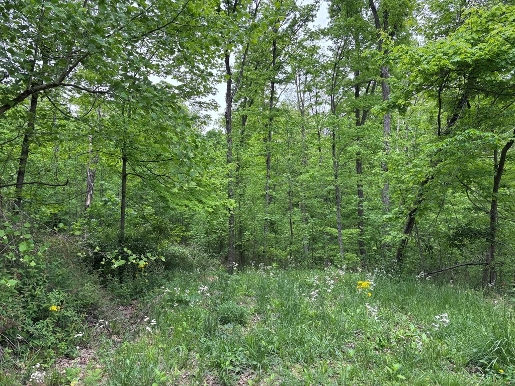Property Image 41