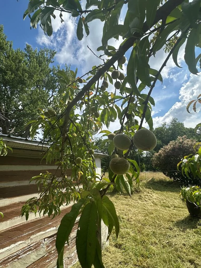 Property Image 60
